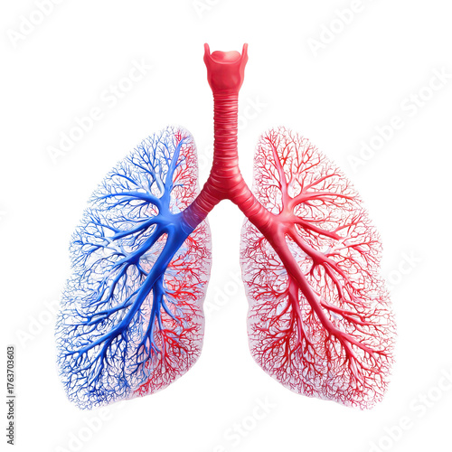 Human lungs model with transparent background