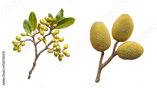 Two australian banksia flower spikes and a branch of berries isolated on transparent background