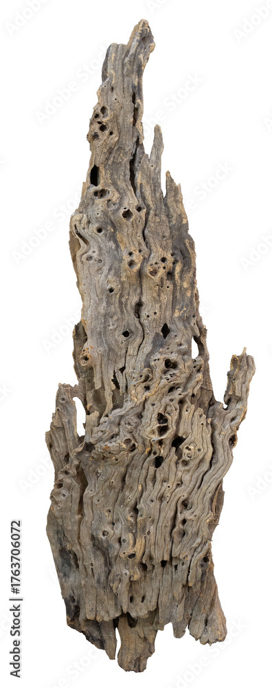 Naklejka premium Weathered driftwood log. Driftwood isolated on transparent background