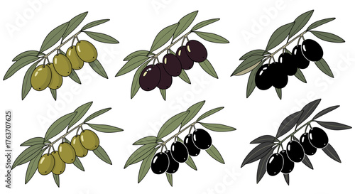 Olive Branch Collection: Ripening Stages Illustrating the Journey from Green to Black, Symbolizing Growth, Maturity, and Transformation in Mediterranean Cuisine and Agricultural Production, Featuring