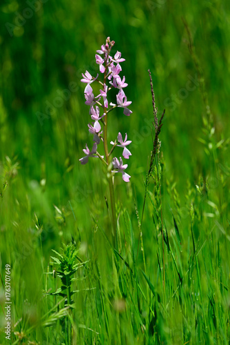 Lockerblütiges Knabenkraut // lax-flowered orchid (Anacamptis laxiflora) - Vjosa-Narta Delta, Albanien