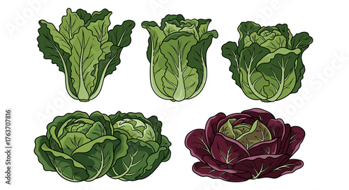 Fresh Assortment of Cabbage Heads: Artistic Vegetable Still Life for Healthy Eating Promotion, Culinary Arts Illustration, Vegetarian Recipe Graphic, Farm-to-Table Market Display, Nutrient-Rich Diet G