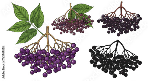Vibrant Elderberry Illustration: Depicting Natural Herbal Remedy, Sambucus Plant, Botanical Drawing, Berries with Leaves for Healthcare, Nutrition, and Traditional Medicine Promotion, Isolated Berry S