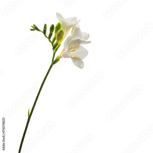 Картината върху платно Closeup of a delicate white freesia flower isolated on transparent background