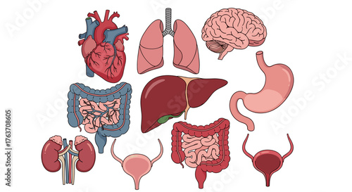 Human Organs Anatomy Illustration for Medical Education: Comprehensive Organ System Overview Depicting Heart, Lungs, Brain, Liver, Stomach, Intestines, Kidneys, Bladder for Science Presentations, Heal