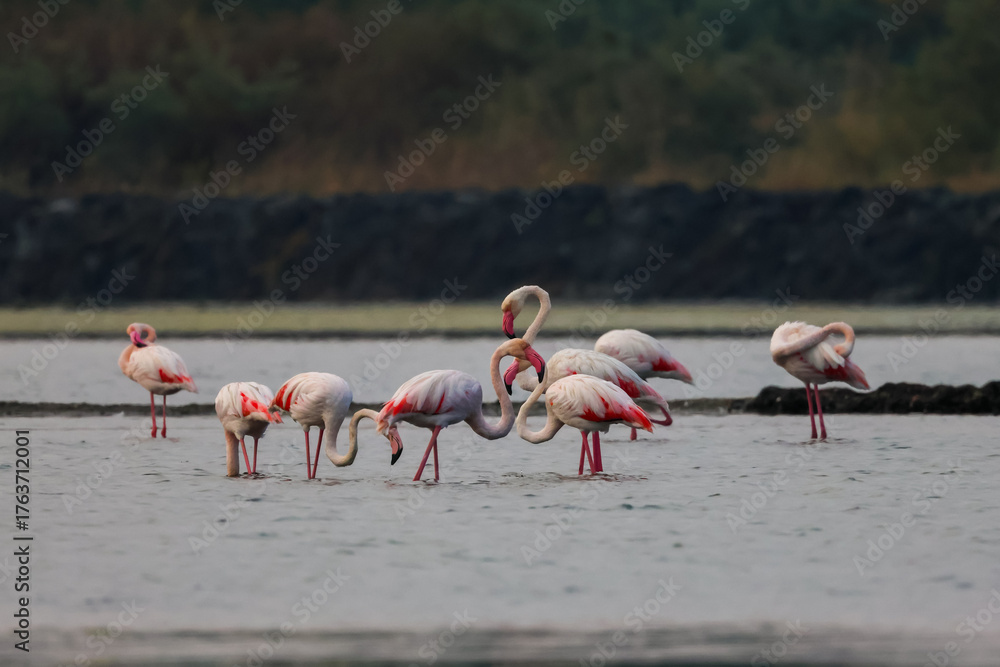 Fototapeta premium Flock of birds seagulls, pelicans, flamingos in flight on the water cormorants