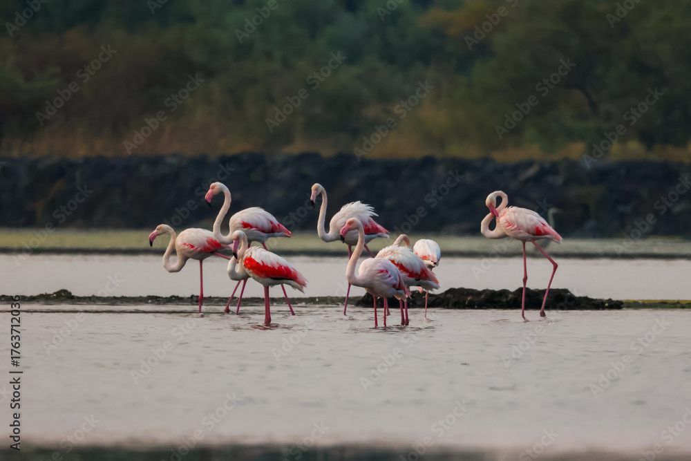 Naklejka premium Flock of birds seagulls, pelicans, flamingos in flight on the water cormorants