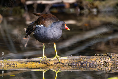 Common Gallinule Gallinula chloropus Common Moorhen on the water