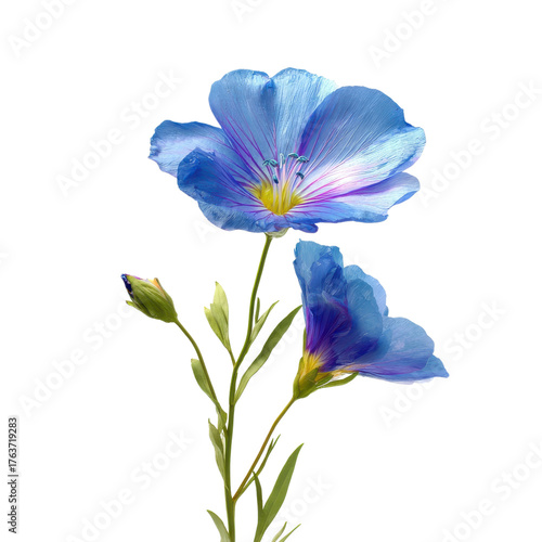 Delicate blue flowers on clear background