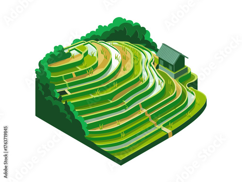Isometric rice terrace hillside, green layered farmland landscape, mountain village path, irrigation channels, rural agriculture scene vector