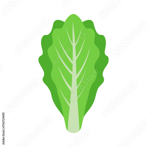 Simple flat vector illustration of fresh romaine lettuce vector illustration
