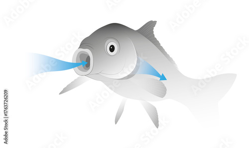 Process of respiration in fish