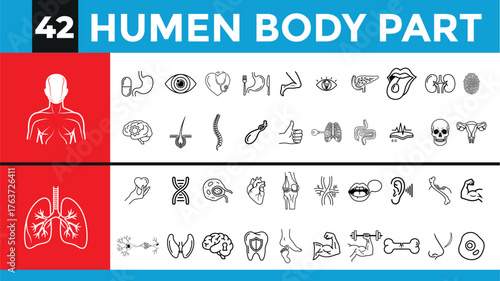Collection of hand drawn line art illustrations of human body parts and organs on a white background