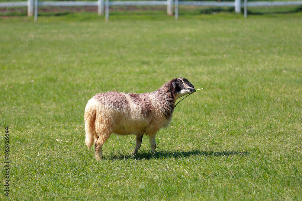 Obraz premium Close up the brown Sheep is rest in garden