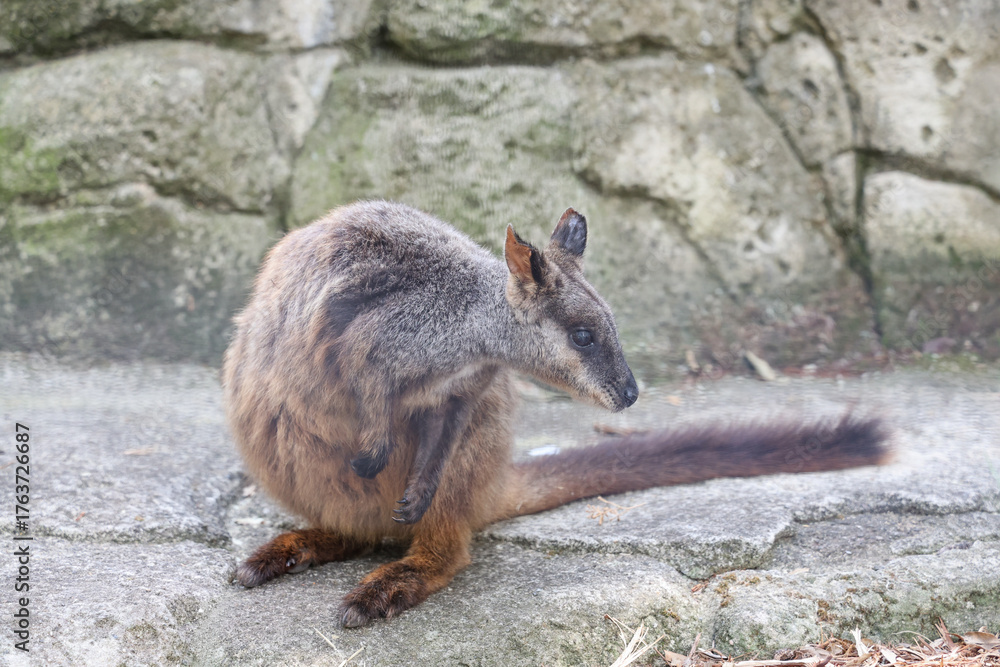 Naklejka premium The Tammar Wallaby is small animal and cute in Australia