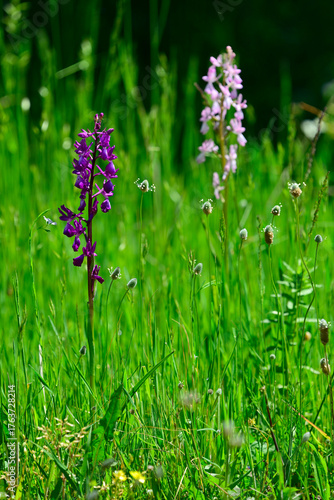 Lax-flowered orchid // Lockerblütiges Knabenkraut (Anacamptis laxiflora) - Vjosa-Narta Delta, Albania