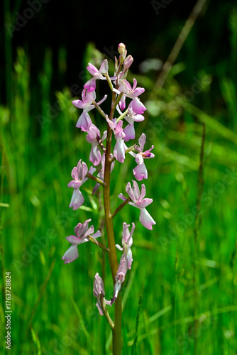 Lax-flowered orchid // Lockerblütiges Knabenkraut (Anacamptis laxiflora) - Vjosa-Narta Delta, Albania