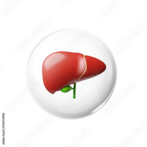 3D realistic model of human liver in protective sphere, anatomy science, vector hepatic system internal organ healthcare