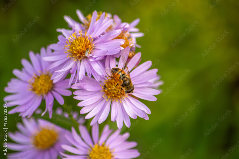 Obraz premium bee on a flower