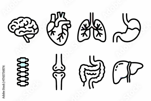 Human Anatomy Icons Set Illustration Brain Heart Lungs Stomach Spine Joint Intestine Liver Healthcare Concept