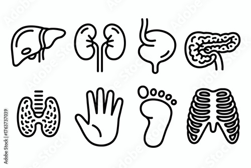 Medical icons featuring internal human organs and body parts like liver kidneys stomach and hand vector illustration