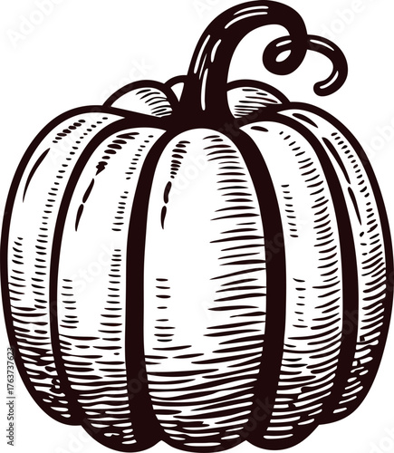 Hand drawn vintage pumpkin illustration engraved squash with detailed lines and rustic botanical elements