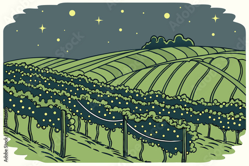 South African vineyards glowing with fairy light nets draped across grapevines