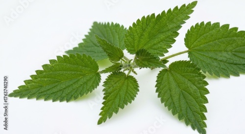 Green nettle stalk with pointy leaves on white background, close-up detailed view