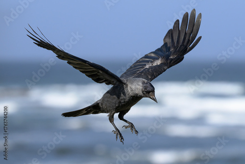 Jackdaw in flight