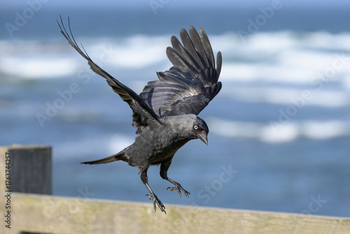 Jackdaw in flight