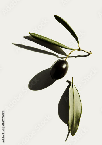 black olive  with leaves  and shadows  white background 