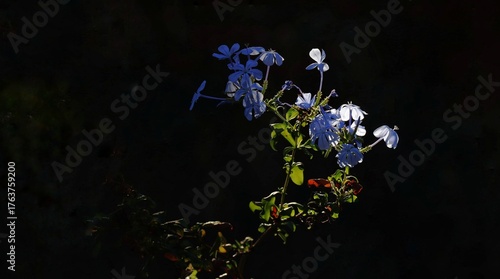 flowers in the night