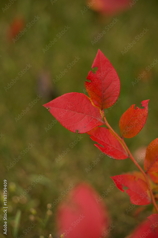 Fototapeta premium Red autumn leaves on branch with green background