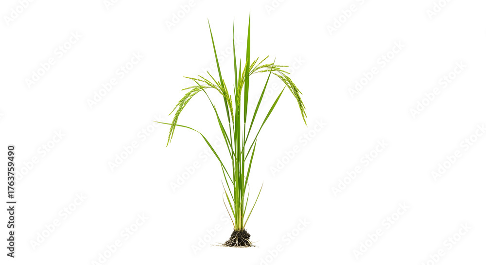 Obraz premium Green rice plant isolated on transparent background