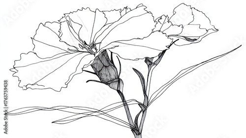 Elegant line drawing carnation