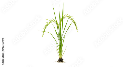 Green rice plant isolated on transparent background