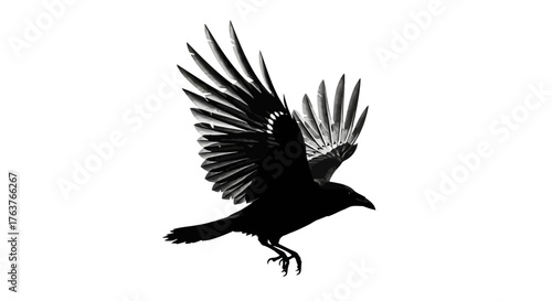 Majestic crow taking flight in striking black and white silhouette against a plain background