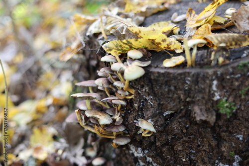 Hypholoma fasciculare mushroom in the forest, growing on rotten wood stump