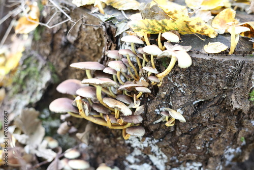 Hypholoma fasciculare mushroom in the forest, growing on rotten wood stump