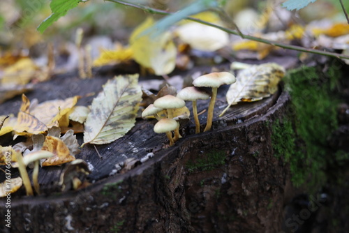Hypholoma fasciculare mushroom in the forest, growing on rotten wood stump