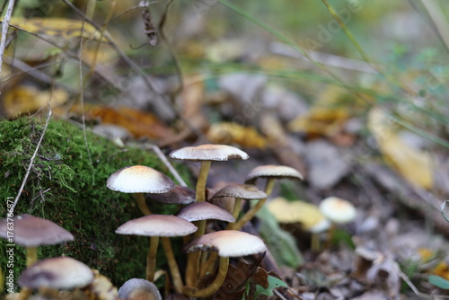 Hypholoma fasciculare mushroom in the forest, growing on rotten wood stump