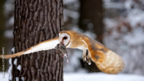 Barn owl flying with captured prey.