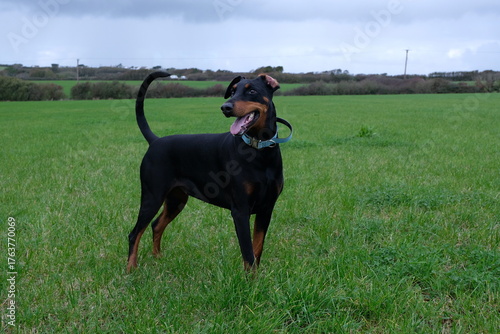 black doberman in a green field