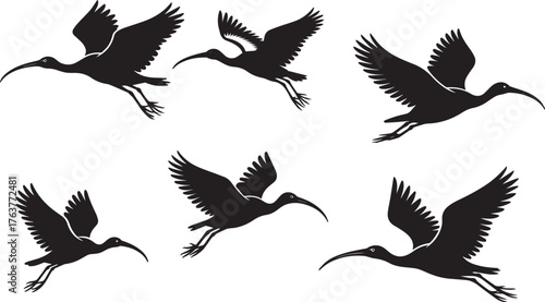 Black Silhouetted Flying Ibis Birds with Curled Beaks, Several Different Poses, White Background