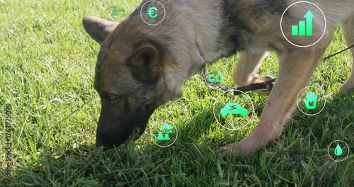 Fototapeta Sniffing shepherd-type dog wearing chain collar and leash in park, with translucent data icons