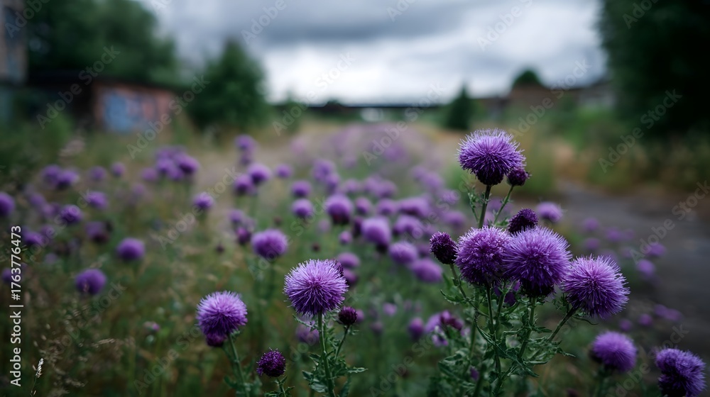 Fototapeta premium Vibrant purple thistles bloom in an overgrown abandoned field under a moody cloudy sky