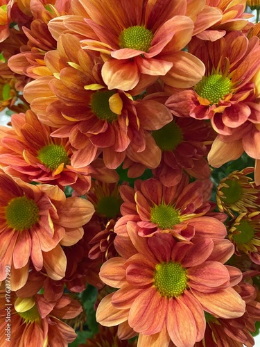 fall chrysanthemum daisies