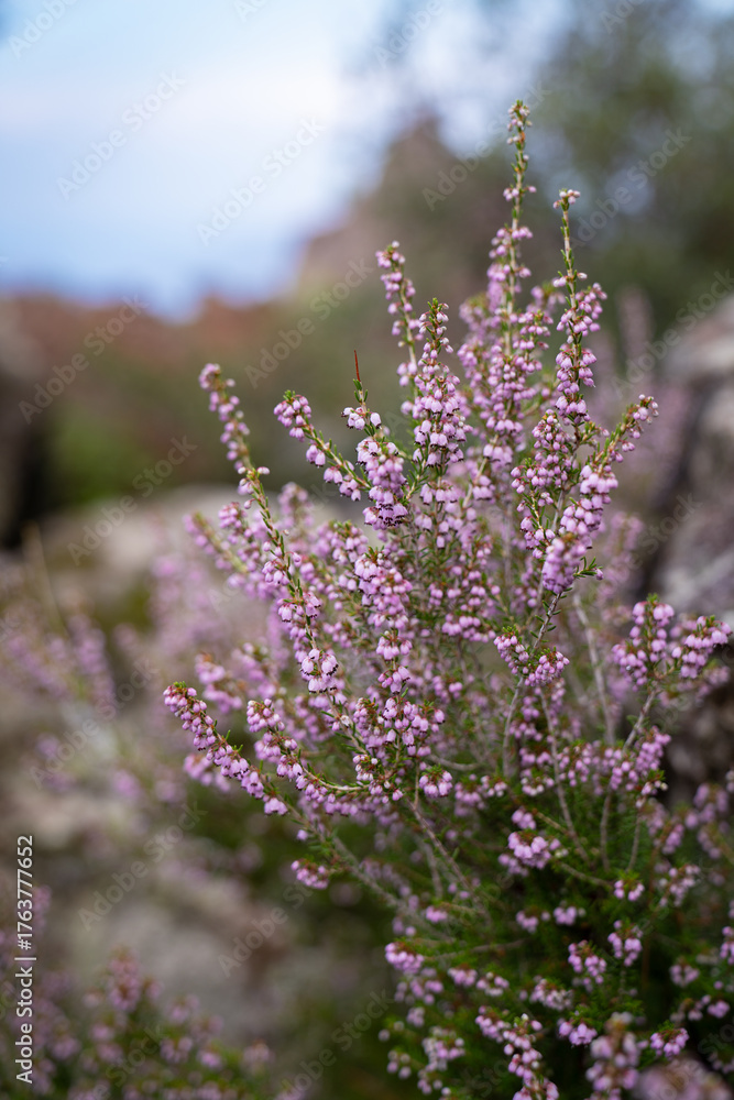 Obraz premium heather bush on a mountainside