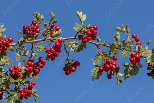 Zweig des Eingriffeligen Weißdorns (Crataegus monogyna) im Herbst mit roten Früchten und Blättern vor blauem Himmel. Weißdorn ist eine bedeutendeHeilpflanze.