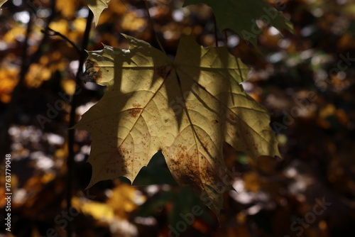 Autumn colours. Yellow. Maple leaf